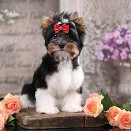 Gracie - Biewer Terrier