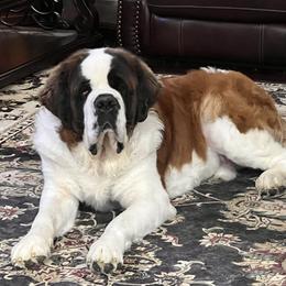 Odys - Saint Bernard