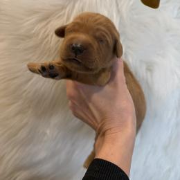Brown collar - Dark golden male Golden Retriever puppy in Turtlepoint, Pennsylvania from Allegheny River Retrievers