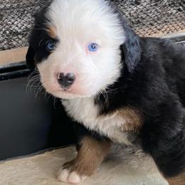 Ahava - Tri-color male Bernese Mountain Dog puppy in Rural Retreat, Virginia from Bernese Bunker