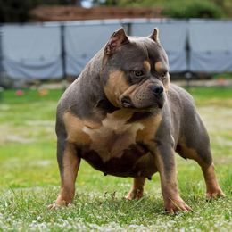 Mako - American Bully