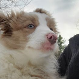 Lilac Female - Lilac female Border Collie puppy in Chester, Vermont from Countryside Border Collies