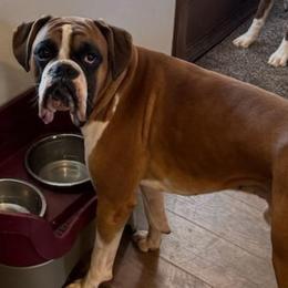 Milo - Boxer