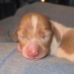 Isabella Pie boy - Fawn (Isabella) male Dachshund puppy in West Plains, Missouri from Spring Creek Dachshunds
