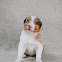 Buck - Red merle male Australian Shepherd puppy in Aberdeen, North Carolina from Huckleberry Hill Aussies LLC.