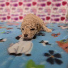 Charlie - Aussiedoodle puppy from Emerald J Doodles