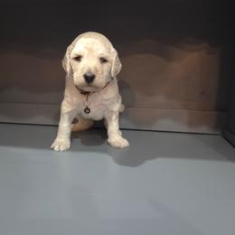 Calvin - White male Poodle puppy in Aurora, Colorado from Simply Amazing Doodles