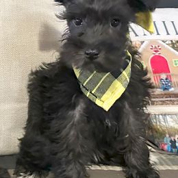 Miniature Schnauzers from Royal Pups Dynasty