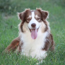 Kate - Australian Shepherd