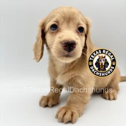Duchess - Cream female Dachshund puppy in Houston, Texas from Texas Regal Dachshunds LLC