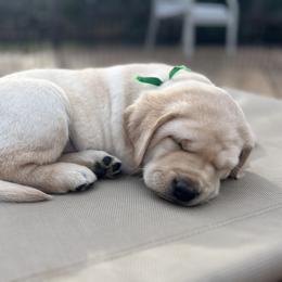 Hunter Mill Retrievers Orion's Bright Idea - Yellow male Labrador Retriever puppy in Vienna, Virginia from Hunter Mill Retrievers, LLC
