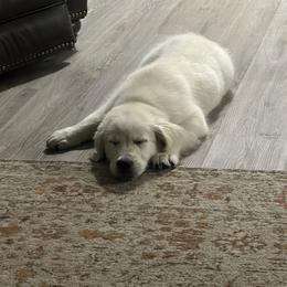 Golden Retriever Puppies from Wise-Taylor Goldens