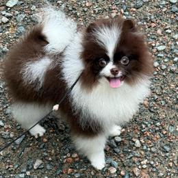 Baby Face - Chocolate parti male Pomeranian puppy in Zionville, North Carolina from Shaner Poms