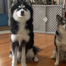 Pomskies from Pomskies Of Central Florida, LLC