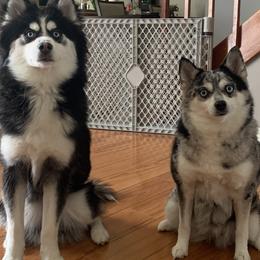 Pomskies from Pomskies Of Central Florida, LLC