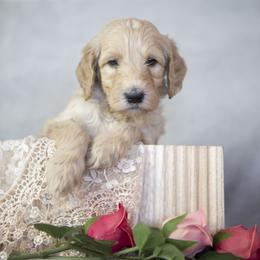 Woodstock - Apricot male Goldendoodle puppy in Seffner, Florida from Gold Diamond Pup