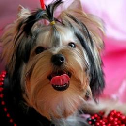 Vivi - Yorkshire Terrier