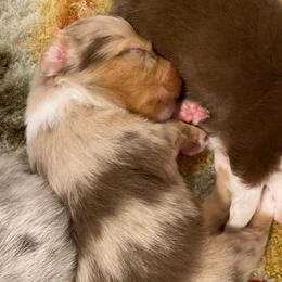 Reef - Red merle male Miniature Australian Shepherd puppy in California, Kentucky from Sonlight Ridge Aussies
