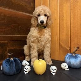 McIntosh - Apricot male Poodle puppy in Dora, Missouri from Bear Cub Standard Poodles