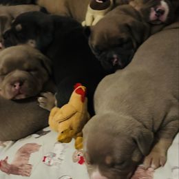 American Bully puppies from East Bound and Down Bully’s