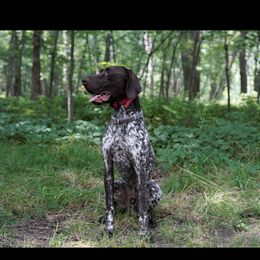 Vinny - German Shorthaired Pointer
