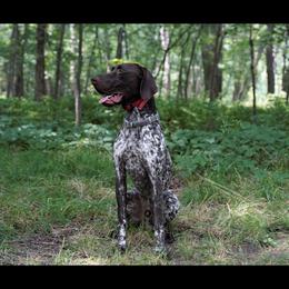 Vinny - German Shorthaired Pointer