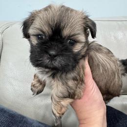 Squish Mellow - Brindle and white female Shih Tzu puppy in Fletcher, North Carolina from Shihtzu_NC