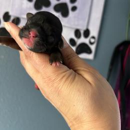 Boy 1 - Red male Shih Tzu puppy in Kempner, Texas from Shih Tzu Reign