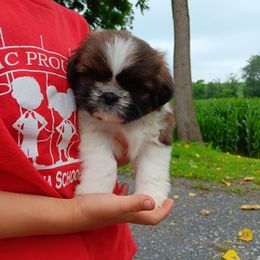 Ike - Black gold and white male Shih Tzu puppy in Lebanon, Pennsylvania from Stoney Acre Farms