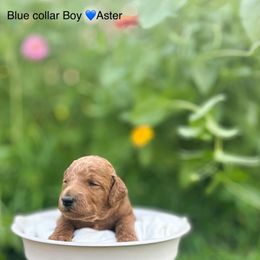 Aster - Red  male Poodle puppy in Atlanta, Texas from Miller Creek Standard Poodles