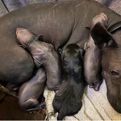 Aviana - Black female Xoloitzcuintli puppy in West Jordan, Utah from Majestic Nakids