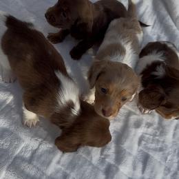 Dachshund Puppies from Doxiequad
