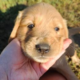 Manchego - Golden male Golden Retriever puppy in Dayton, Minnesota from Akoya Kennels
