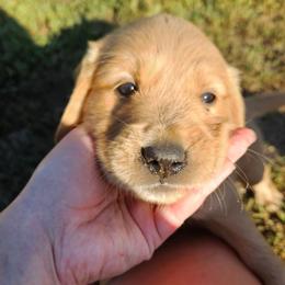 Manchego - Golden male Golden Retriever puppy in Dayton, Minnesota from Akoya Kennels