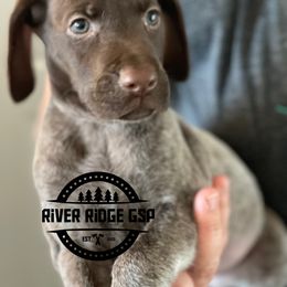 Female 5 - Liver roan female German Shorthaired Pointer puppy in Weeki Wachee, Florida from River Ridge GSP