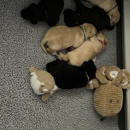 Labrador Retriever Puppies from Crout Kennels