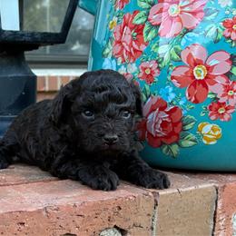 Uma - Brown and white female Aussiedoodle puppy in Oklahoma City, Oklahoma from Foneb Farm - The F1B Farm