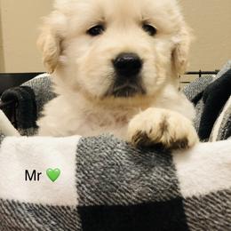 Mr. Green - Light golden male Golden Retriever puppy in Carmichael, California from Sadie Lane Family Goldens