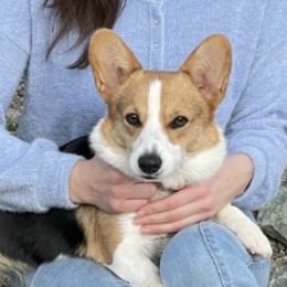 Glizzy - Pembroke Welsh Corgi
