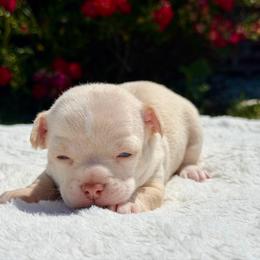 Haiku - Cream and white male Chihuahua puppy in Forsyth, Georgia from Brooks Grove Canines LLC