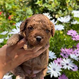 Sunny - Red male Assorted Doodle Crosses puppy in Yuba City, California from Lucky Day Doodles