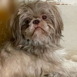 Guero - Shih Tzu