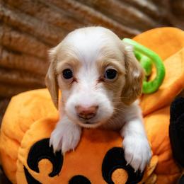 Pink Collar - Cream female Dachshund puppy in Belfair, Washington from Devoted Doxies, Lorraine’s Yorkies