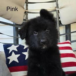 Pink - Black female German Shepherd puppy in Bradley County, Tennessee from Chestuee German Shepherd