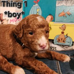 Thing 1- Dr Seuss litter - Red male Labradoodle puppy in Phelan, California from Family Doodles