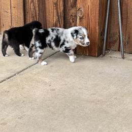 Australian Shepherd Puppies from DB Legends