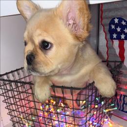 Halle - Black and white female French Bulldog puppy in Miami, Oklahoma from Destiny Jones