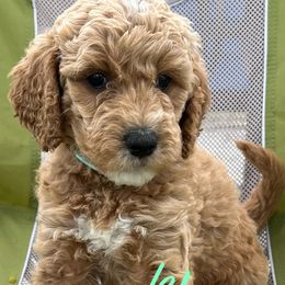Strudel - Apricot Goldendoodle puppy in Byron, Minnesota from Midwestern Doodles