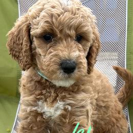 Strudel - Apricot Goldendoodle puppy in Byron, Minnesota from Midwestern Doodles