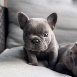 Dillon - Blue Boy (blue brindle) - Blue male French Bulldog puppy in Gulf Breeze, Florida from SW Frenchies